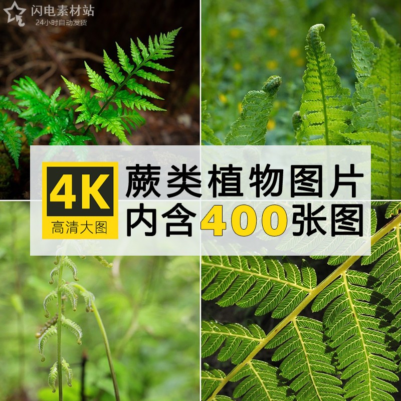 4K高清图库 蕨类植物照片羊齿孢子植物绿色护眼电脑壁纸图片素材