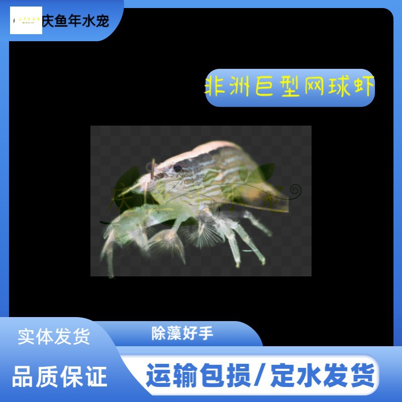 非洲巨型网球虾活体观赏虾网球虾工具虾性情温和不吃鱼虾可混养
