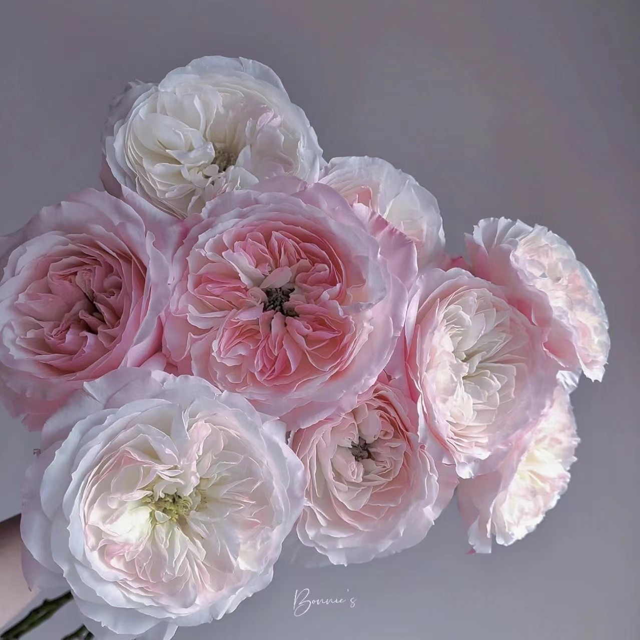 凯拉   奥斯汀切花玫瑰 月季花苗 白色粉边颜色因日照变化