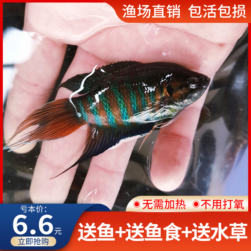 淡水观赏鱼中国斗鱼活体活鱼冷水鱼家庭小鱼活生态缸鱼苗好养耐活