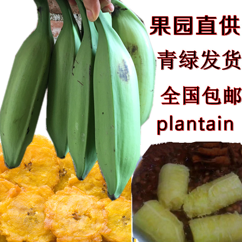 热带水果芭蕉新鲜蔬菜大蕉raw plantain当季酸甜香蕉现摘青绿