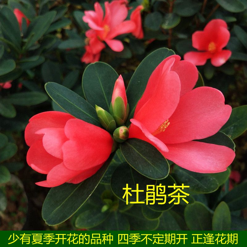 四季杜鹃红山茶花