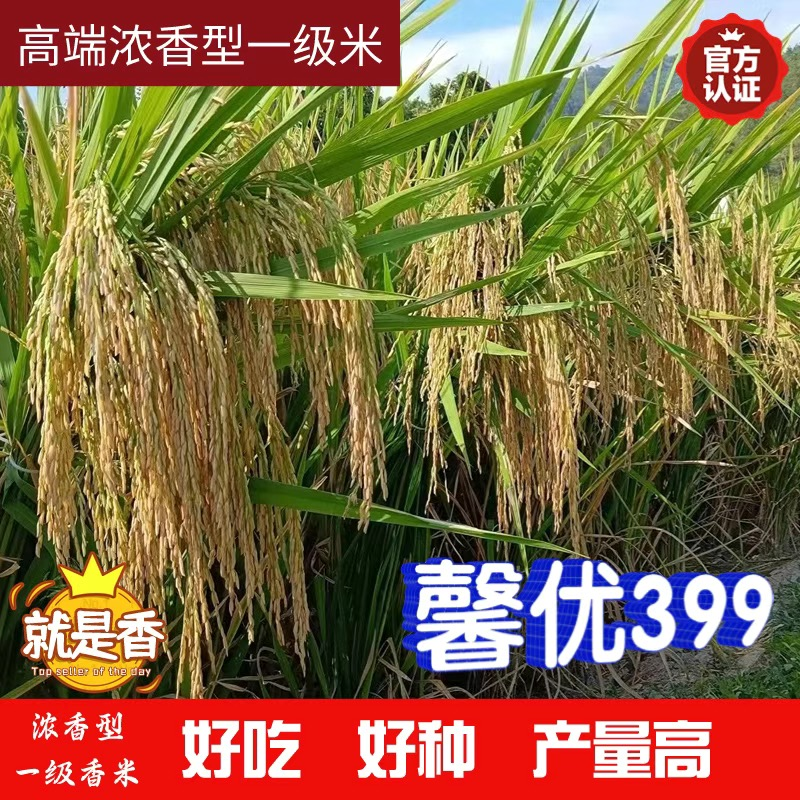 高端浓香型国标一级香米馨优399水稻种子口感软糯高产500克抗倒
