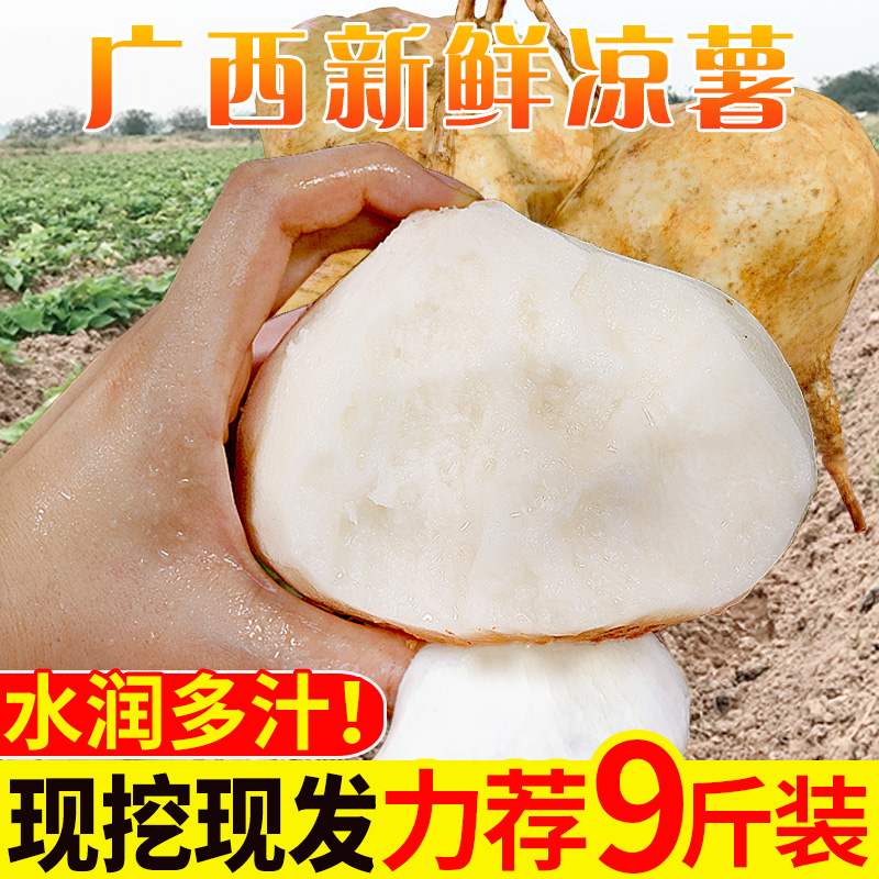 广西新鲜凉薯现挖白心地瓜10斤萝卜水果农家葛根土番薯山芋包邮10