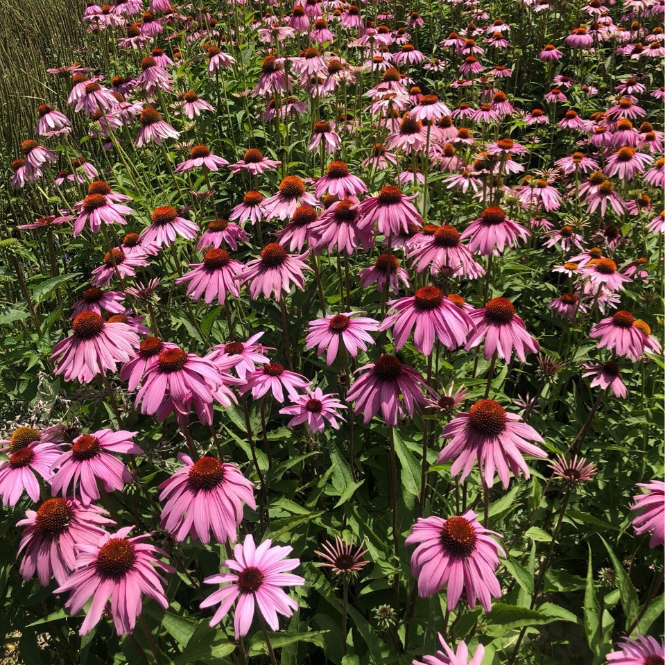 多年生草本植物种子紫松果菊种子紫锥菊花籽观赏作用强可切花