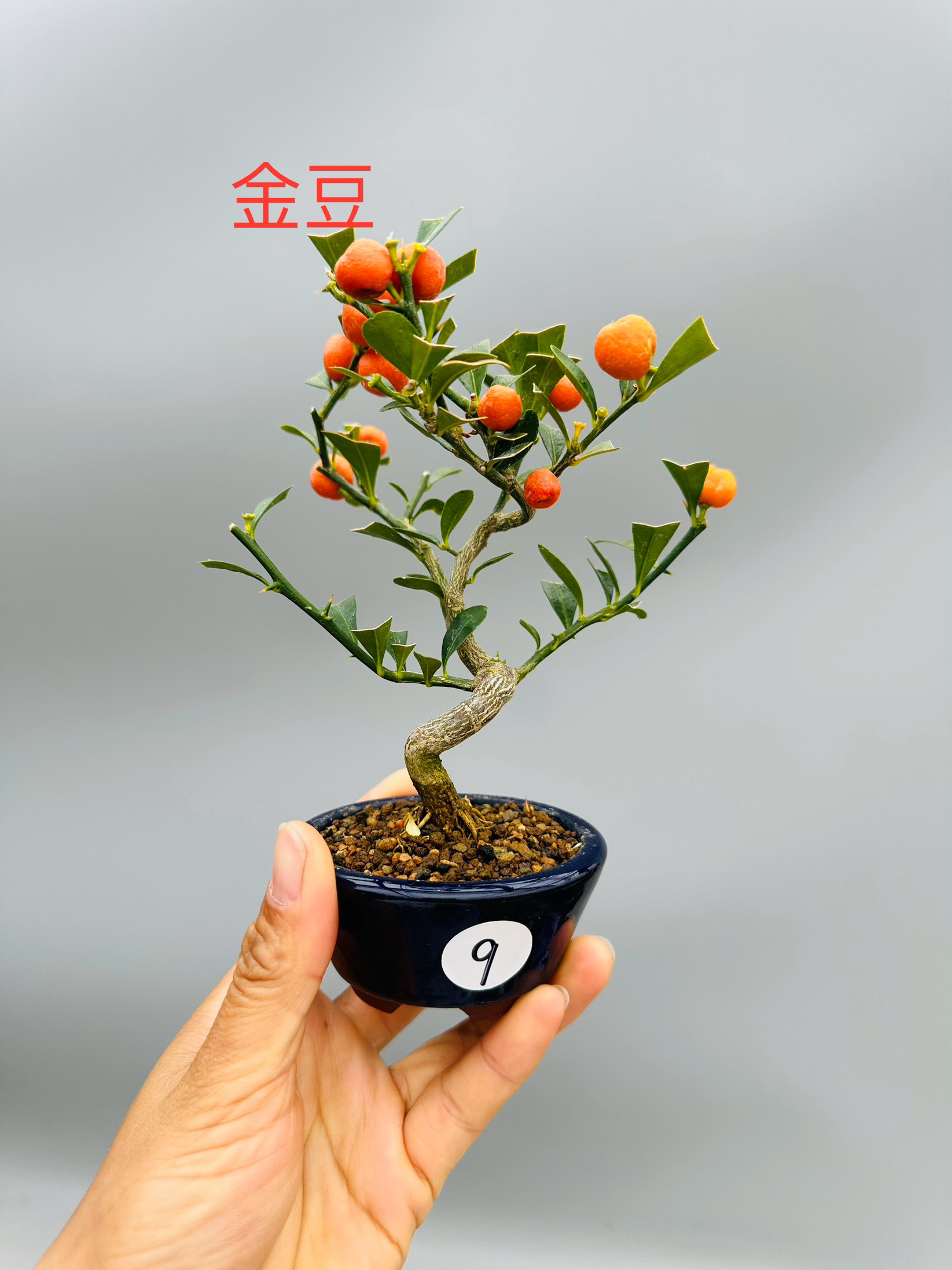 日本进口金豆精品小微型盆景盆栽趣昧小老桩实物原生茶台常青绿植