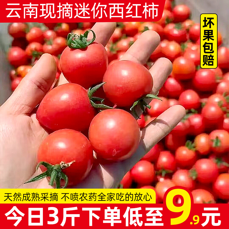 云南现摘宝宝迷你水果小西红柿5斤自然熟新鲜普罗旺斯沙瓤大番茄