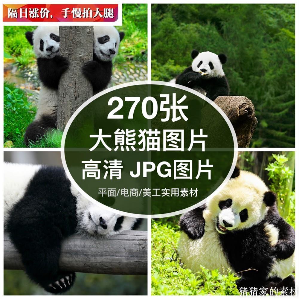 高清图库 大熊猫图片素材可爱熊猫摄影照片绘画参考ps设计背景