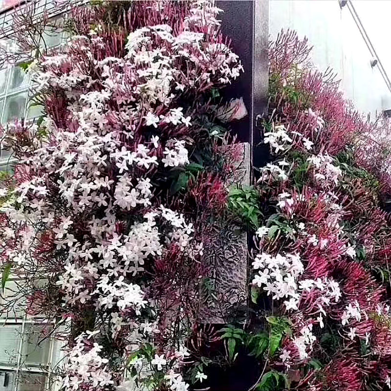 多花素馨盆栽 爬藤庭院攀援花卉 清淡香气可垂吊栏杆阳台成品花苗