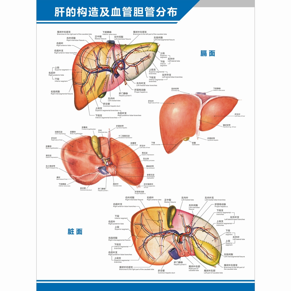 肝的构造图肝脏解剖图结构图理疗中英文医学医院科室高清海报挂图