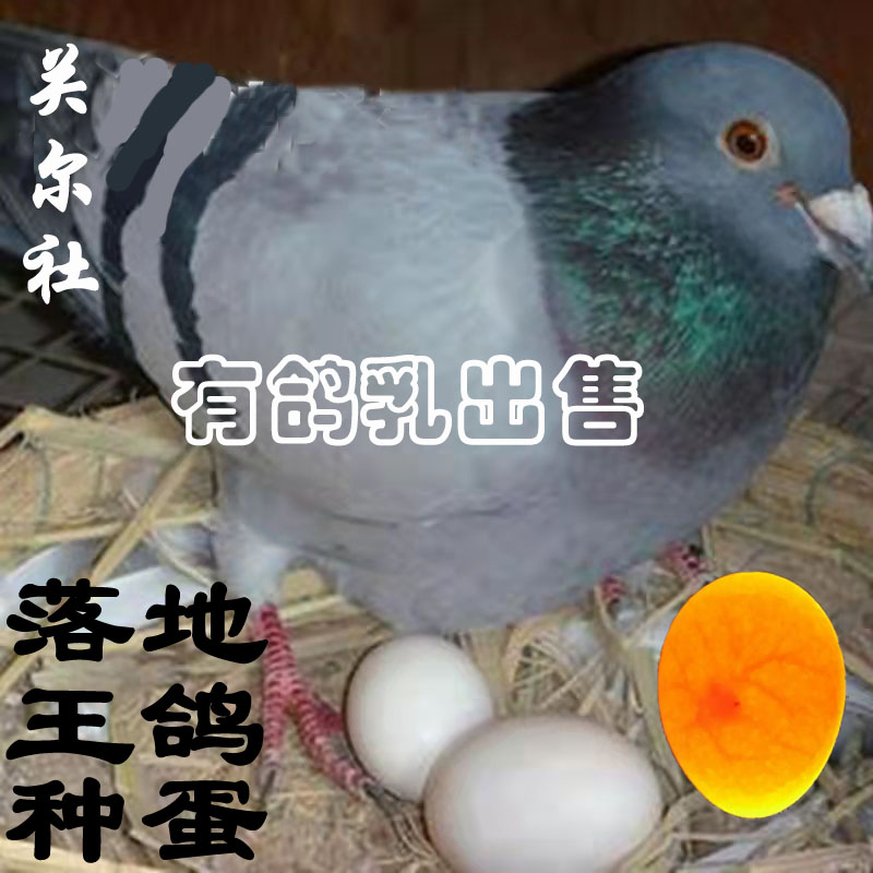 [10枚]落地王鸽子种蛋可孵化灰银白羽王鸽子大体肉鸽子受精蛋