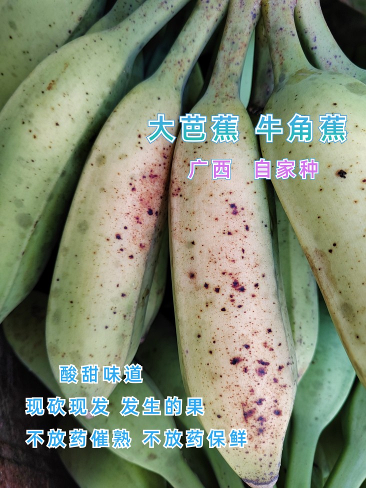 【自家种】广西大芭蕉牛角蕉自家种不放药催熟和保鲜酸甜味发生果