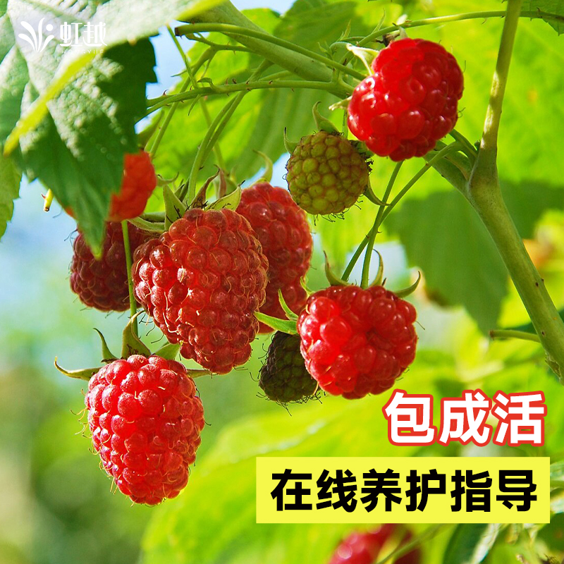 树莓是什么水果