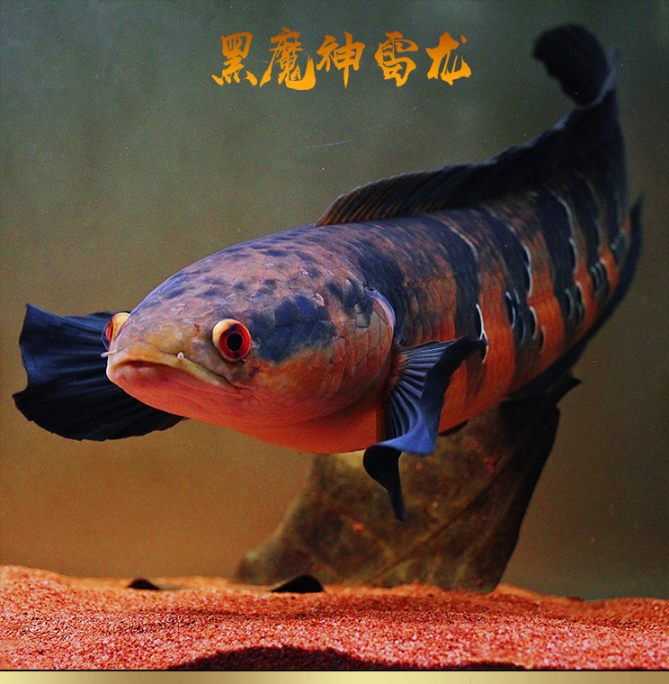 【七秒水族】雷龙鱼中加红帝王黑魔神雷龙大型热带淡水观赏鱼鱼苗
