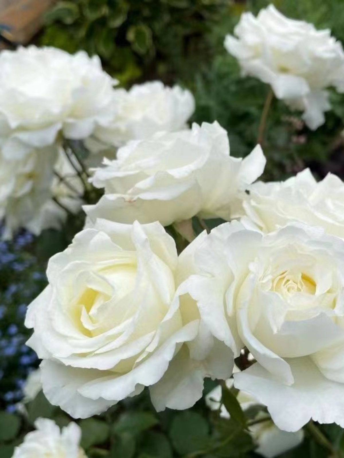 保罗二世中苗 扦插白色大花浓香庭院阳台绿植长势好耐晒抗病月季