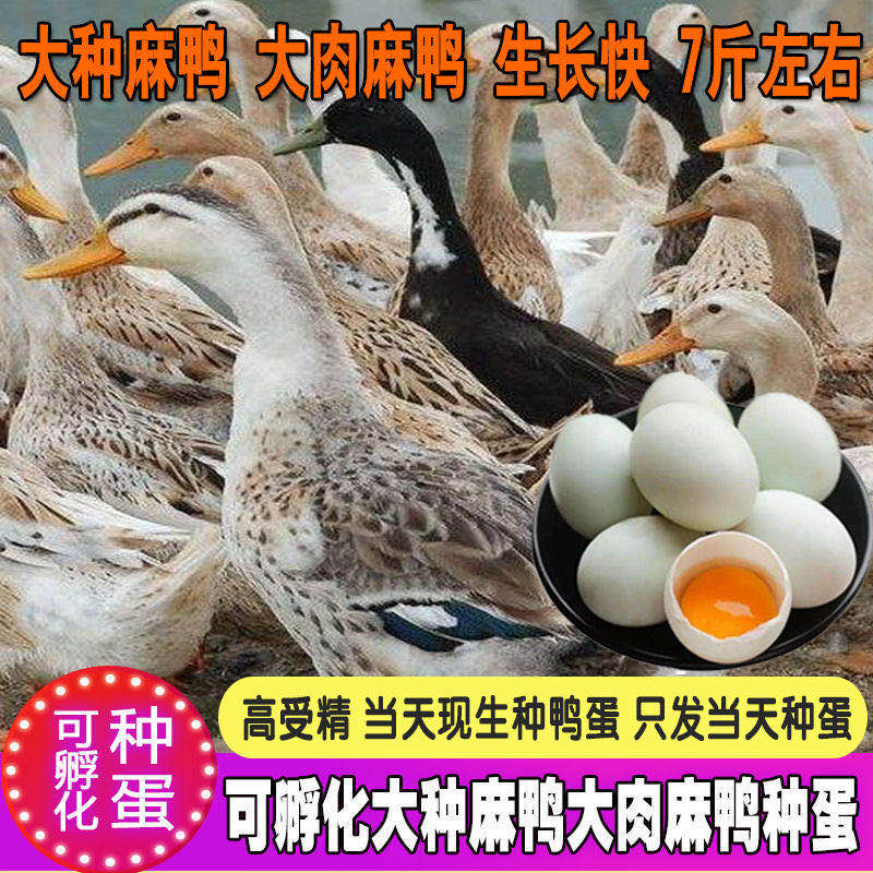 纯种大种花边麻鸭种蛋受精蛋高产绿壳鸭蛋可孵化受精种蛋10枚包邮