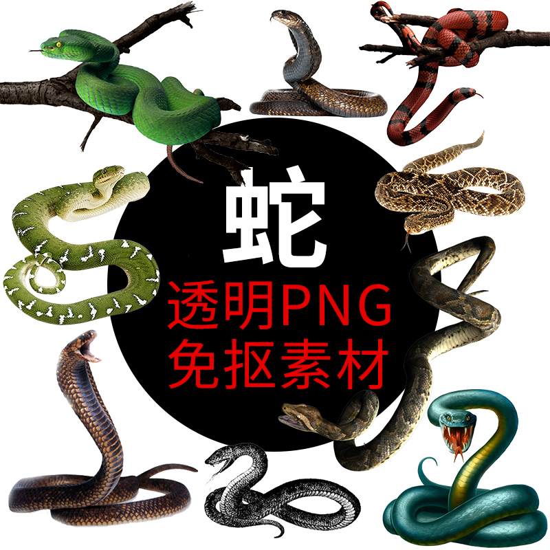 青眼睛蛇蟒蛇蛇PNG格式免抠图照片图片卡通高清透明底元素设计素