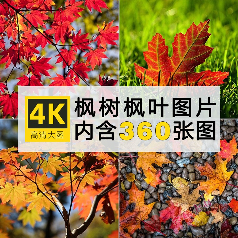 4K高清自然风景图片红枫树枫叶树林秋季秋天美景摄影背景壁纸素材