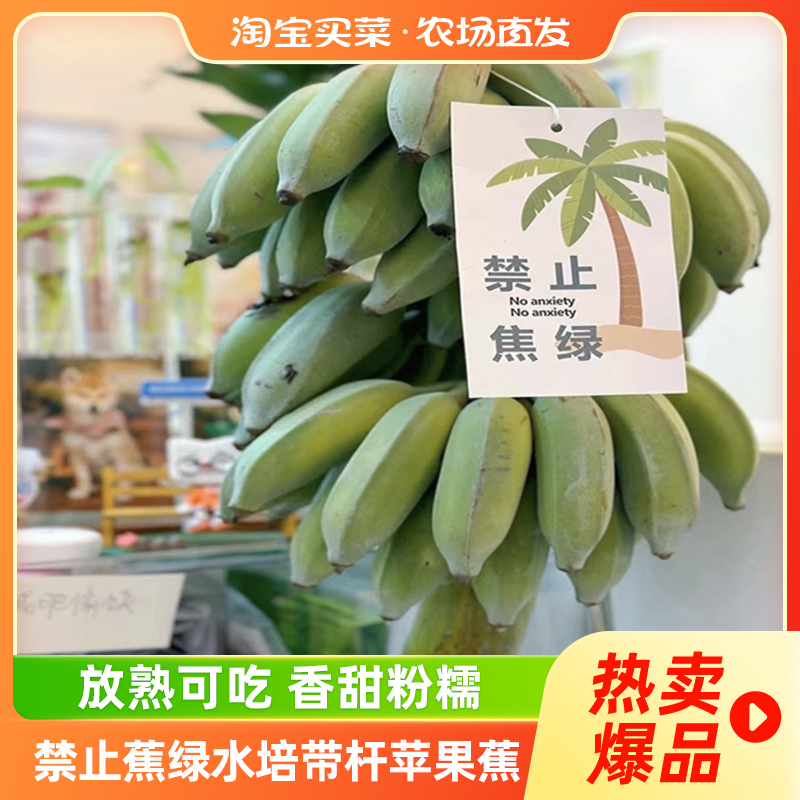 禁止蕉绿水培带杆苹果蕉4-6斤/8-9斤可食用香蕉绿植百补