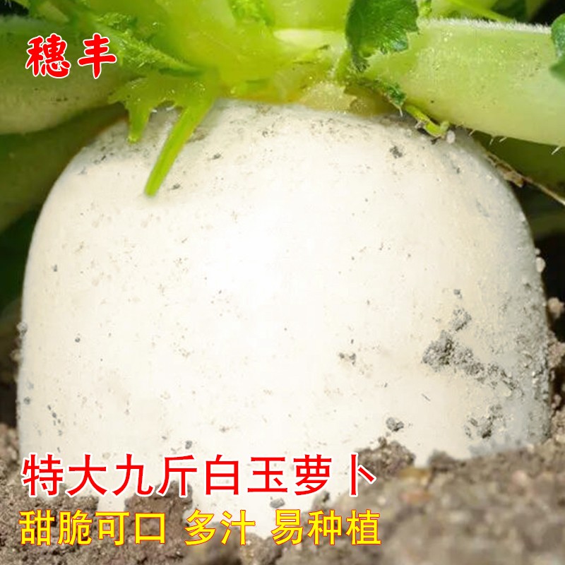 九斤王特大白萝卜种子籽四季耐寒抗热夏季春秋白玉春萝卜蔬菜种孑