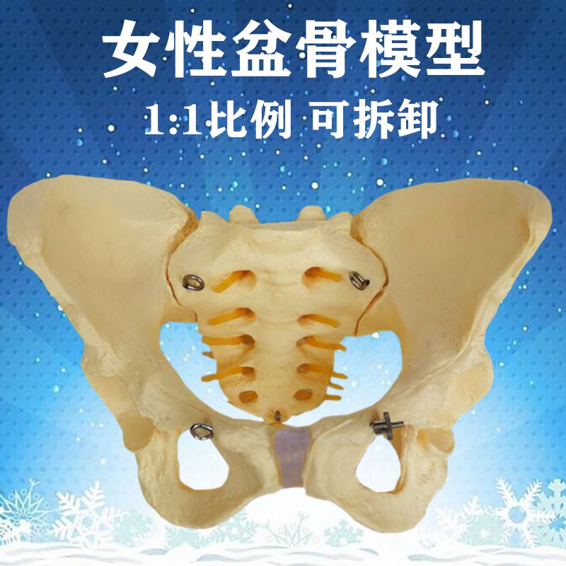 现货速发 女性骨盆模型可拆卸活动髂骨髋骨坐骨骶椎盆腔月子家政
