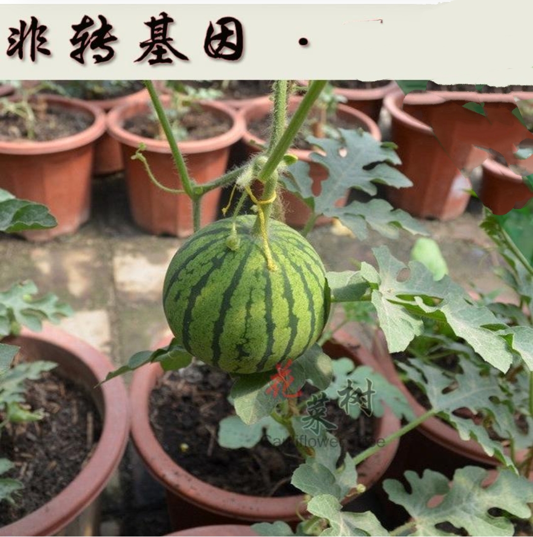 小西瓜种子老品种蔬菜籽室内植物盆栽阳台四季播易非转基因水果苗