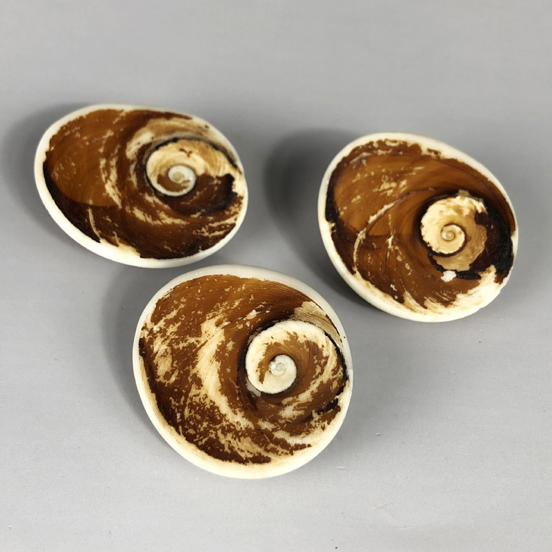 天然太阳贝嵘螺口盖古生物化石海贝水母贝壳儿童礼物科普教学标本
