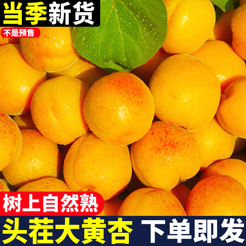 现货杏子新鲜水果整箱黄杏应当季孕妇酸甜脆杏整箱大果青蜜杏包邮