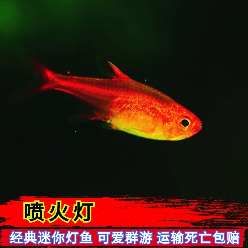 活体观赏鱼迷你灯鱼喷火灯宝莲灯红肚玻璃灯群游鱼小型草缸淡水鱼