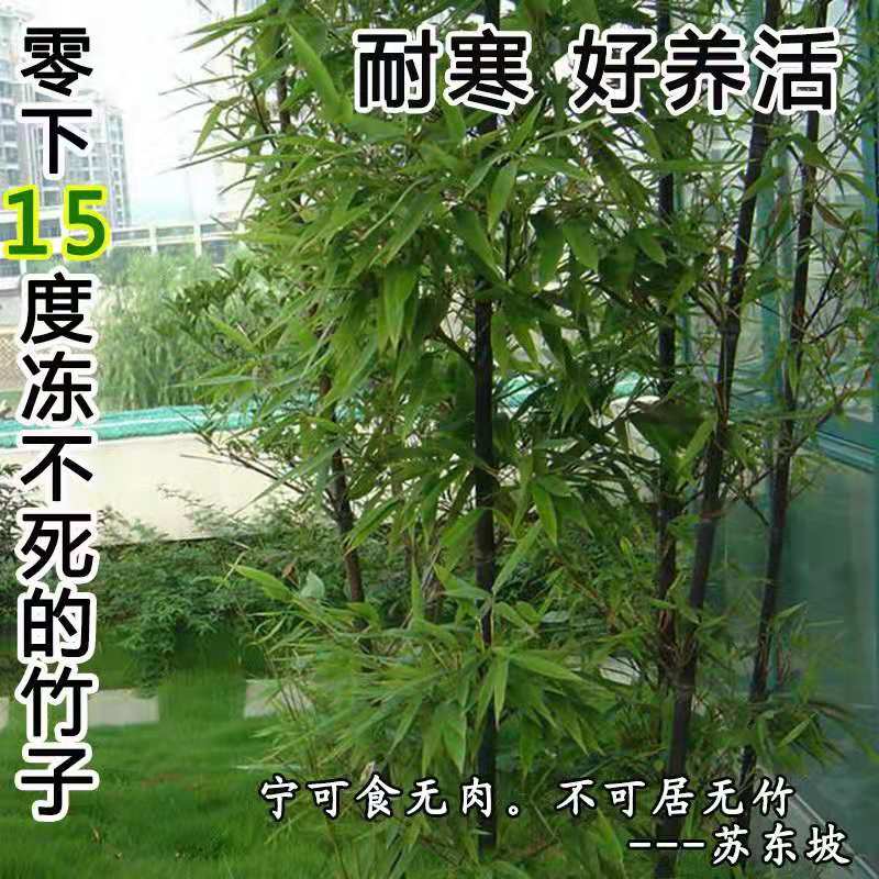 实心竹子苗盆栽地栽实心竹子苗室外室内庭院阳台绿色植物箭竹
