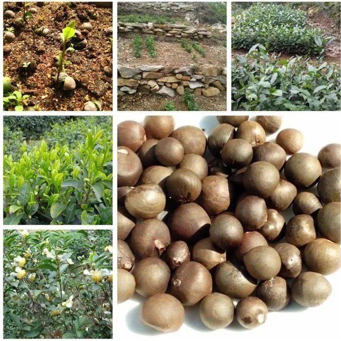 绿茶种子 特早茶种子耐寒茶叶种子 茶树籽 各种茶叶种子 播种种籽