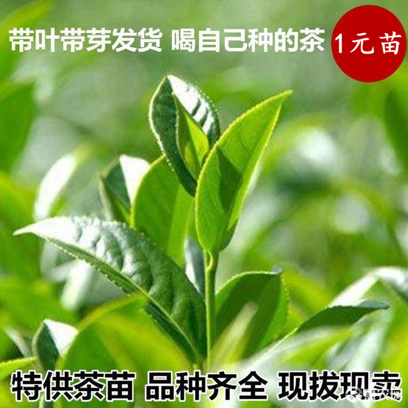 现挖现卖黄山毛峰茶叶树苗盆栽 信阳毛尖当年采茶苗早产绿茶树苗