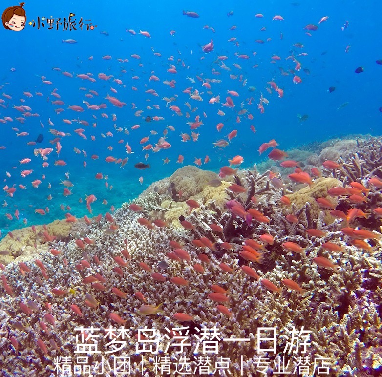小野旅行-巴厘岛 蓝梦岛佩尼达浮潜深潜环岛 红树林浆板皮划艇