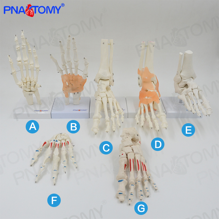 脚骨模型脚踝关节脚部骨骼结构造足骨手骨解剖模型1比1大康复教具