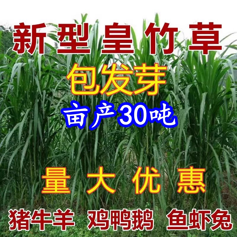 新型高产皇竹草草籽甜象草种子耐寒耐旱杂交牧草种子皇竹草种节子