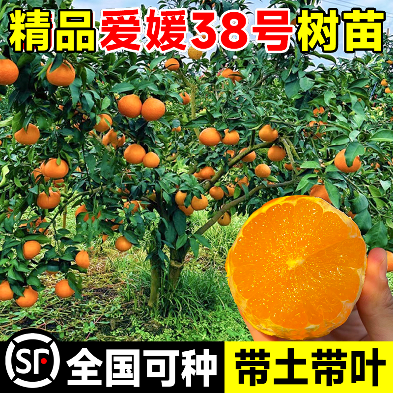 爱媛38号树苗果冻橙果树果苗盆栽象山红美人橘子树柑桔橙子水果树