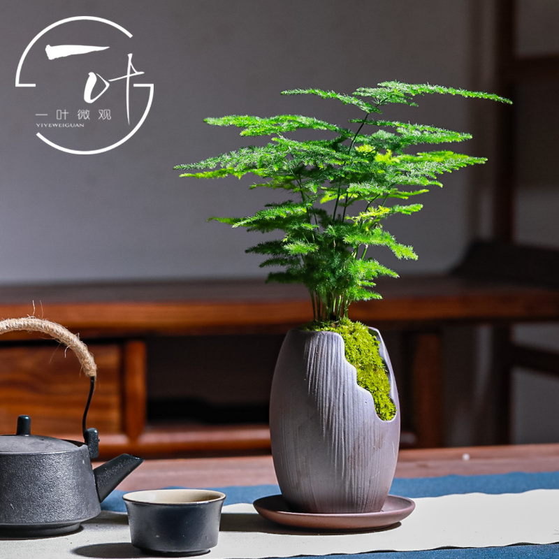 文竹小盆栽迷你微型竹子室内办公室复古禅意茶桌四季常青绿植盆景