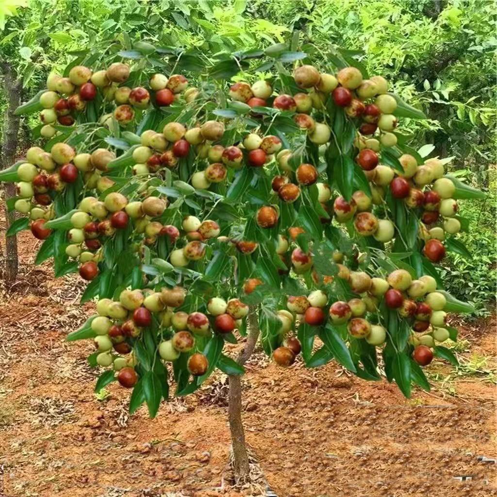 枣树【当年结果吃自己种的果子绿色健康】死苗免费补发南北都能种