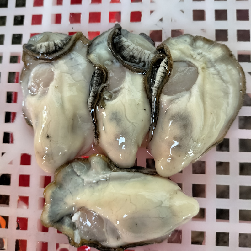 大号酥蚝肉 三倍体生蚝 20到35个的海蛎子 500g