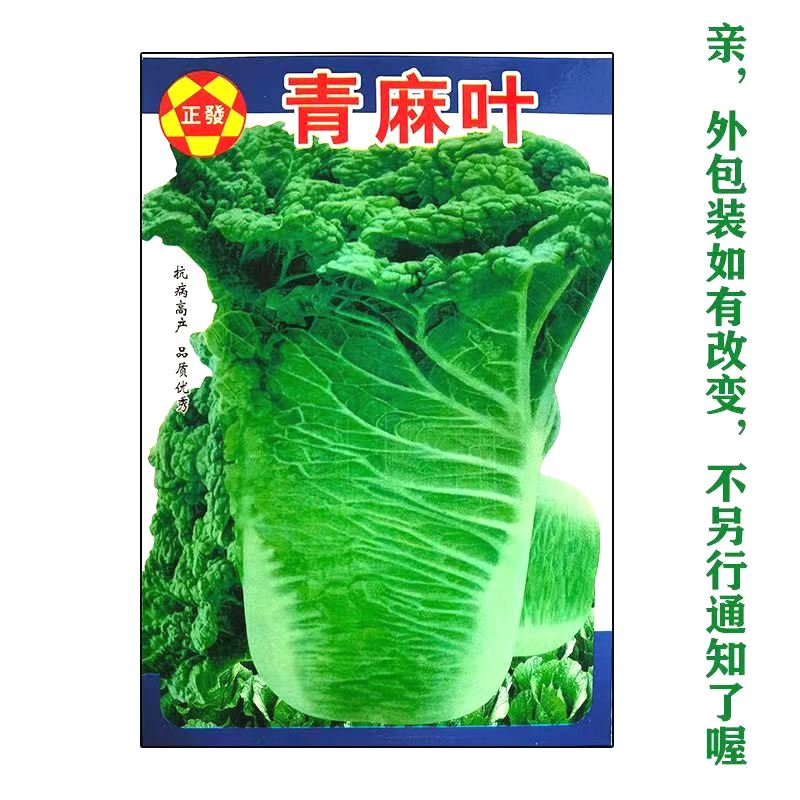 天津大青麻叶直筒形白菜种子秋季绿大青麻叶大白菜四季播蔬菜种籽