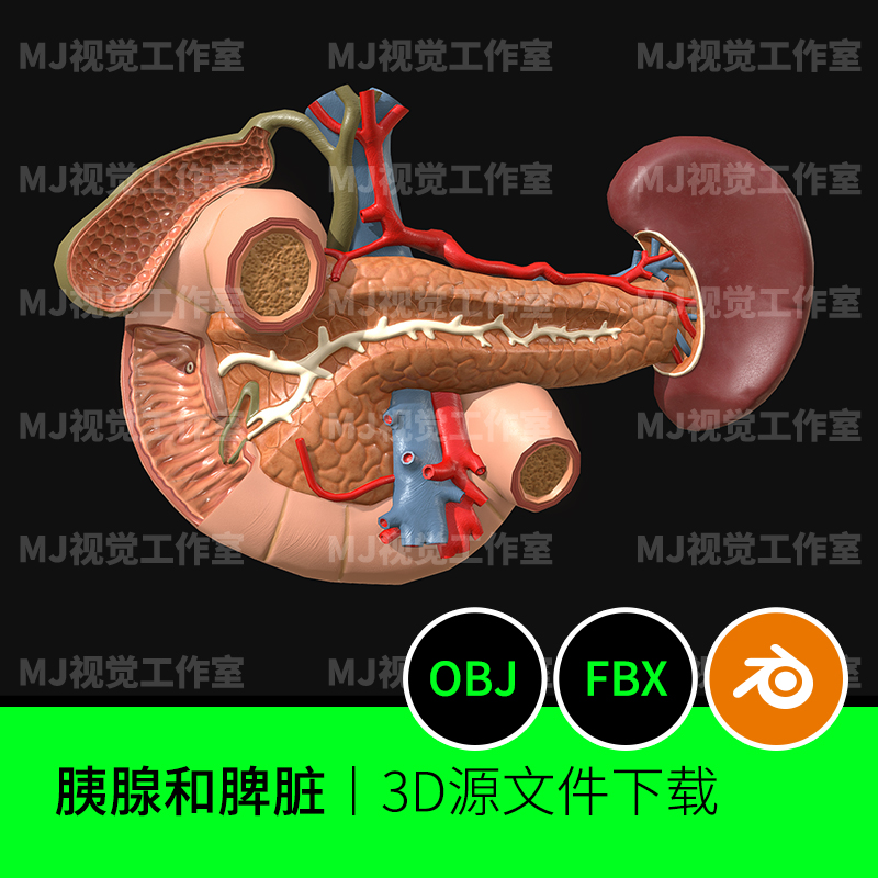胰腺和脾脏人体器官解剖肾横截面胆囊3D三维模型素材文件下载482