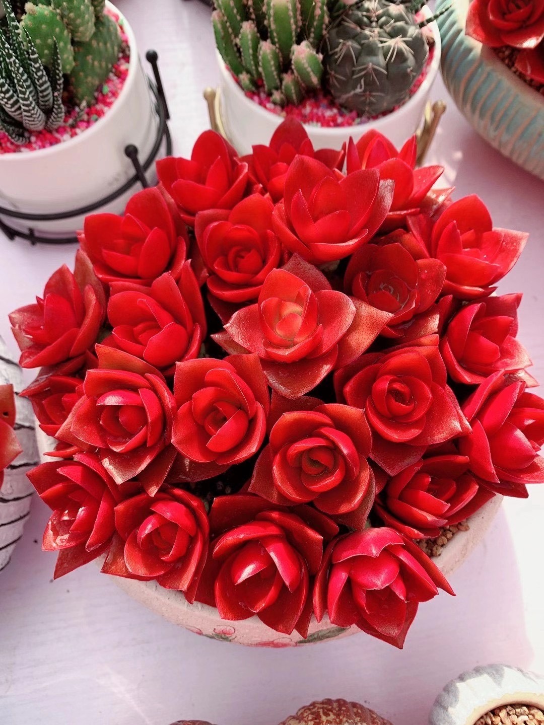 杂交红色玫瑰改良版火祭花卉多肉植物室内组合绿公主多肉盆栽礼物
