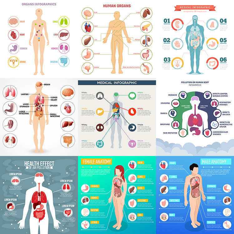 身体内部器官 扁平化卡通人体内脏信息图表 AI格式矢量设计素材
