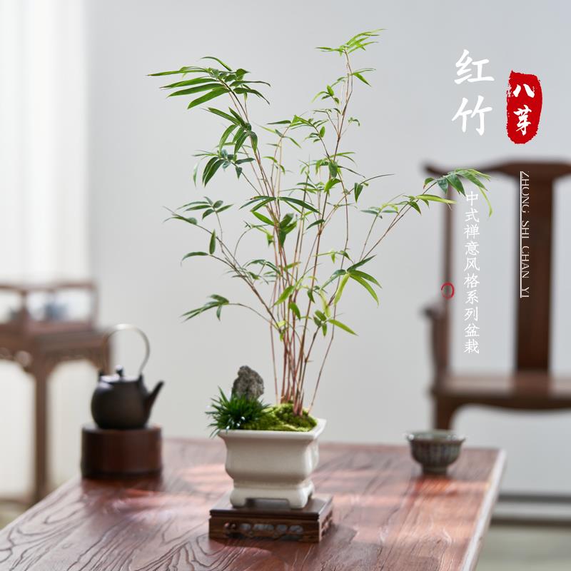 红竹红观音竹桌面盆栽中式禅意植物观叶竹子盆景净化空气绿植
