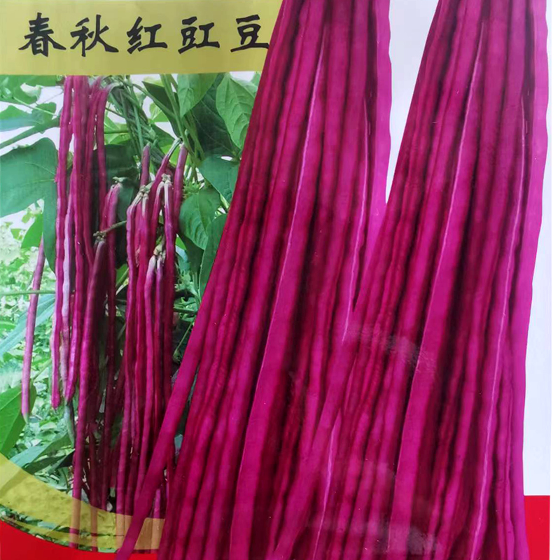 春秋红豇豆种子特长紫红豆角种孑高产早熟春秋种抗病豇豆角种籽