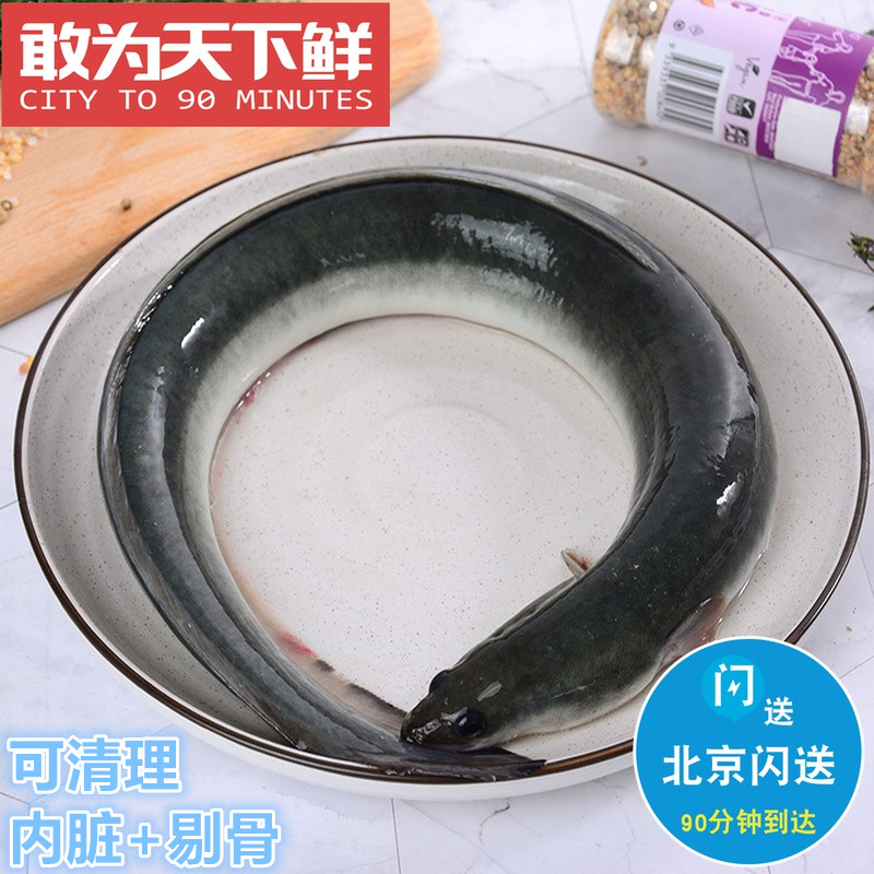 1.4-2斤1条 北京闪送 鲜活河鳗 可清理 鳗鱼黄鳝白鳝鳗鱼青鳝