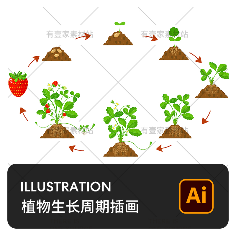 手绘玉米草莓小麦菊花大豆种植物生长过程周期插画AI矢量设计素材