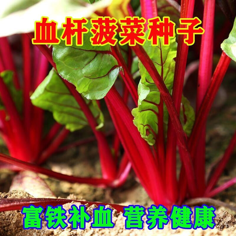 血杆菠菜种子富铁菠菜盆阳台种子播大叶四季栽蔬菜种子达菜营养菜