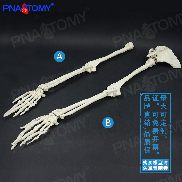 PNATOMY 人体手骨模型上肢骨下肢骨腿骨股骨肱骨脚骨成人骨骼模型