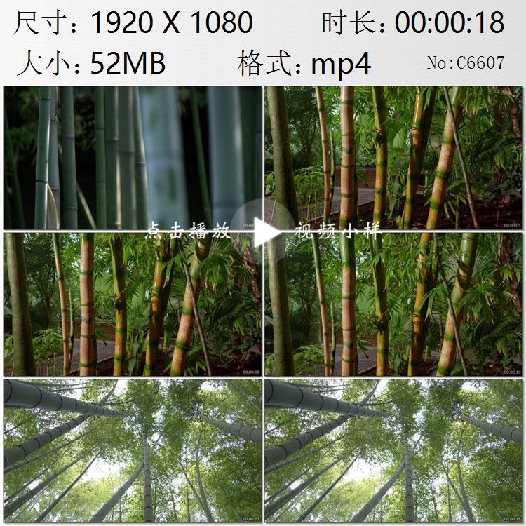 竹林美景竹子特写毛竹树林一组高清实拍视频素材